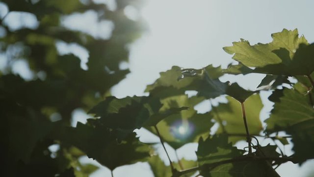 grape leaves and sun