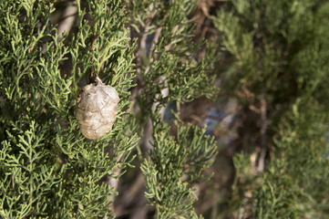 Cypress oil bottle and plant (Cupressus sempervirens)