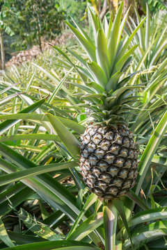 Fresh pineapple plantations