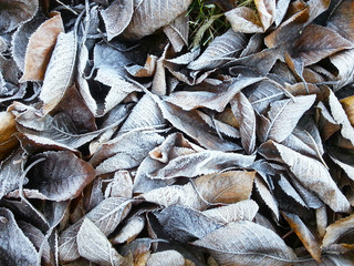 Eisblumen im Winter - Frost und Laub