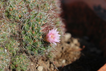 Cactus Flower - Vico Equense - Campania - Italy