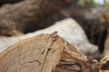 Lizard on the stump