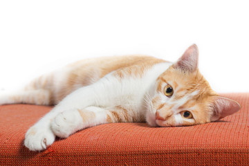 Kitten sleeping on orange fabric sofa on white background