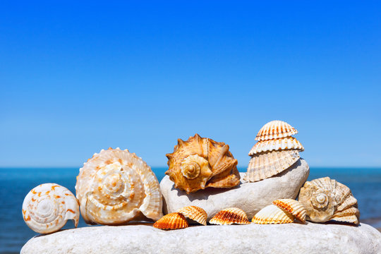 Shells and corals lying on the white stone on a background of blue sky and sea