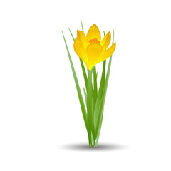Yellow crocus blooming flowers isolated on white. Spring colorful plants with buds close up. Crocus flowers signs for greeting cards and invitations. Vector illustration in flat design.