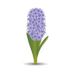 Beautiful purple hyacinth with the effect of a watercolor drawing. Isolated flower on white background. Vector illustration