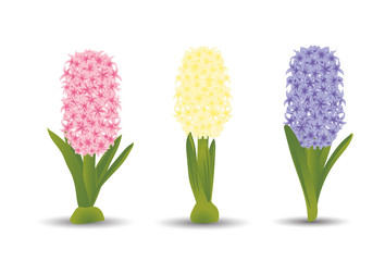 Set of three beautiful hyacinths with the effect of a watercolor drawing. Isolated flowers on white background. Vector illustration