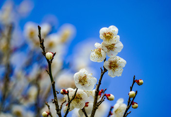 梅　梅の花