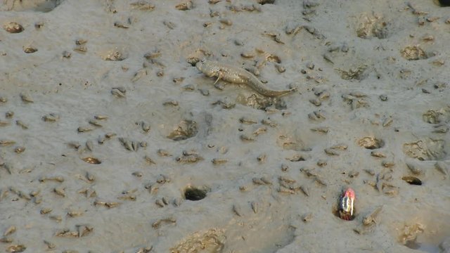 Fiddler crab eating some food at mangrove forest