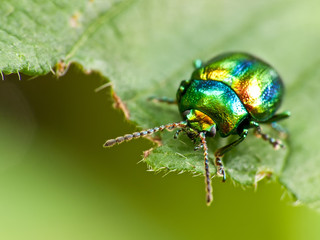 Coleottero (Chrysolina fastuosa) su foglia