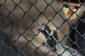 HAND OF A MONKEY IN A CAGE