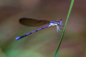 Purple damselfly on a blade of grass
