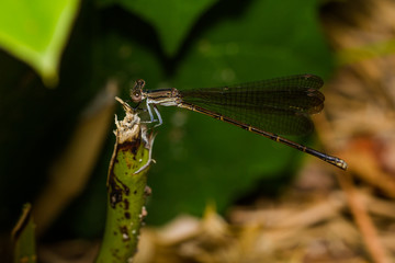 Brown damselfly
