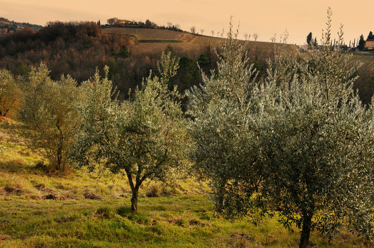 Tuscan olive trees in the countryside near Florence, Italy