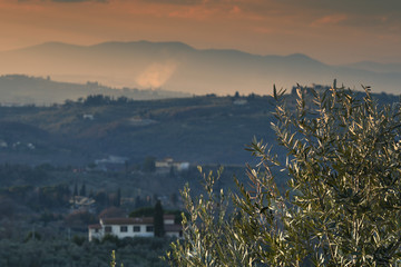 Tuscan olive trees in the countryside near Florence, Italy