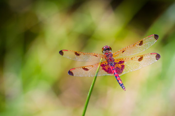 Calico Pennant dragonfly - Species Celithemis elisa