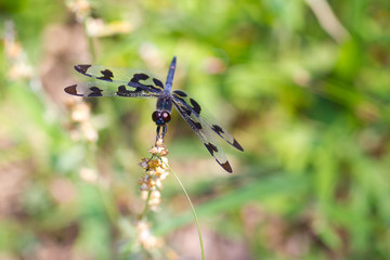 Eight spotted Skimmer - Libellula forensis - dragonfly in the grass.