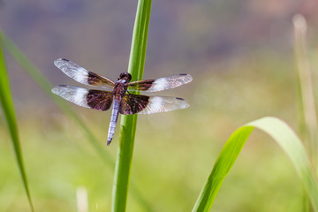 Blue and brown dragonfly