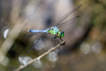 Species Pachydiplax Longipennis - Blue Dasher dragonfly on a branch.