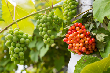 Fototapeta premium Kalina and grapes on a background of green leaves