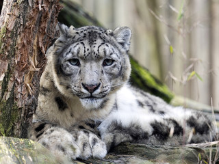 male snow leopard, Uncia uncia, watching the photographer