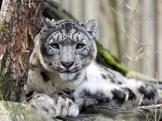 Foto op Canvas male snow leopard, Uncia uncia, watching the photographer © vladislav333222