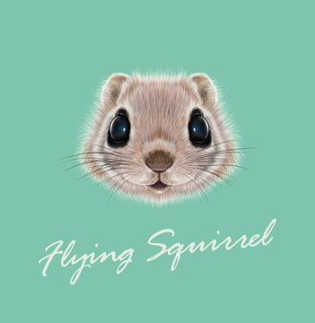 Vector Illustrated portrait of Flying squirrel