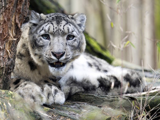 Fototapeta premium male snow leopard, Uncia uncia, watching the photographer