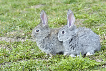Little rabbits sitting outdoors in spring
