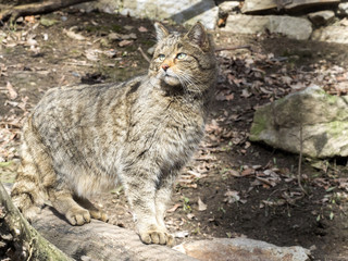 European wildcat, Felis s. sylvestris, watching nearby