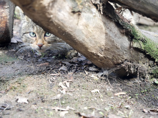 Naklejka na ściany i meble European wildcat, Felis s. sylvestris, watching nearby