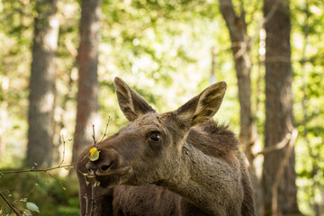 Moose or European elk Alces alces young calf eating leaves in forest