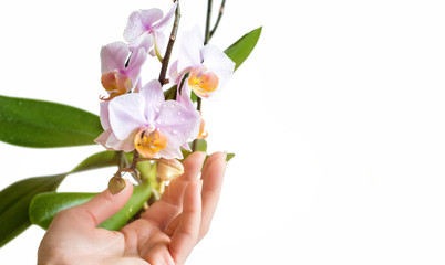 Hand in Orchid .