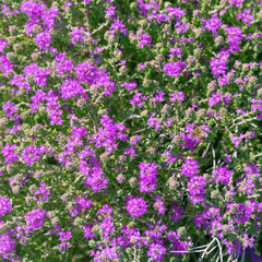 Fototapeta premium Floral background. Screen saver of many small lilac flowers.
