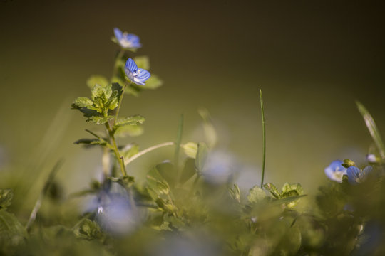 prairie