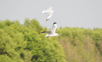 Fototapeta premium Seagull
