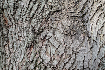  tree bark as a background