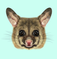Illustrated portrait of Common brushtail possum