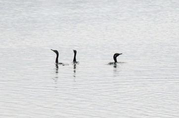 Indian Cormorant (Phalacrocorax fuscicollis) adult, breeding plumage, swimming.