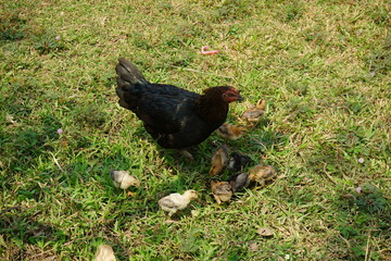 Henne mit Küken, Laos