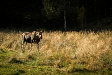 Moose or European elk Alces alces female walking through grass