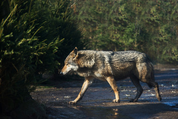wet grey wolf in the forest after the rain