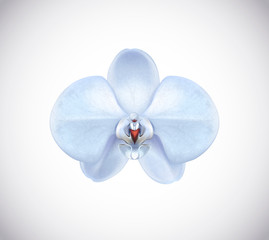 Beautiful light blue Orchid flower closeup isolated on background.