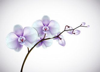 Fototapeta na wymiar Beautiful three day old white and purple Orchids flowers in branch isolated on background. Orchid flower closeup.