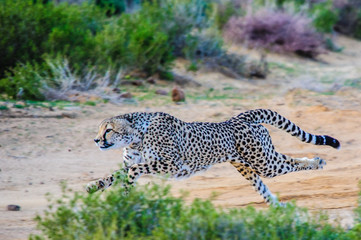 Fototapeta na wymiar Cheetah Running