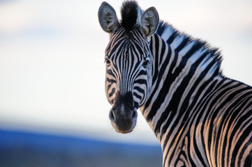Obraz na płótnie Canvas Zebra Straight On Color