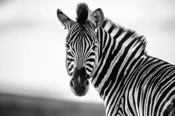 Deurstickers Zebra rechtdoor zwart-wit © Charlie Magovern
