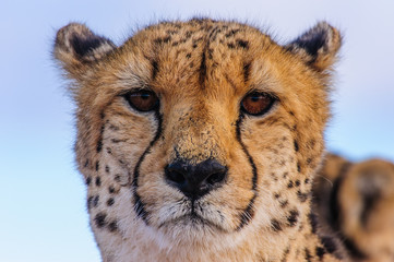Cheetah Straight On