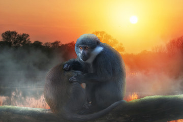 Obraz na płótnie Canvas Two L'Hoest's monkey on the tree with sunset
