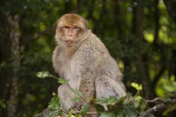 Capuchin Monkeys in the open Forest